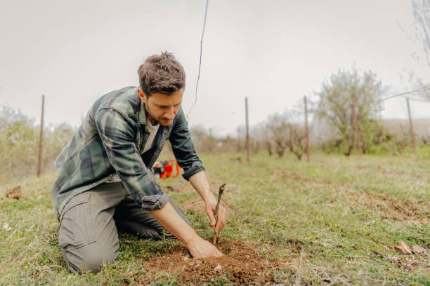 istock Planting grapevines in my vineyard 1317126706
