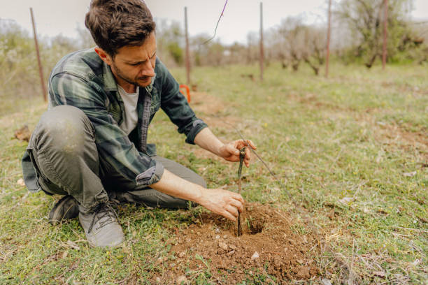 istock Planting grapevines in my vineyard 1317126717