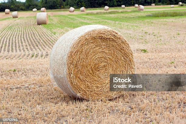 Fieno Fascette - Fotografie stock e altre immagini di Agricoltura - Agricoltura, Ambientazione esterna, Autunno