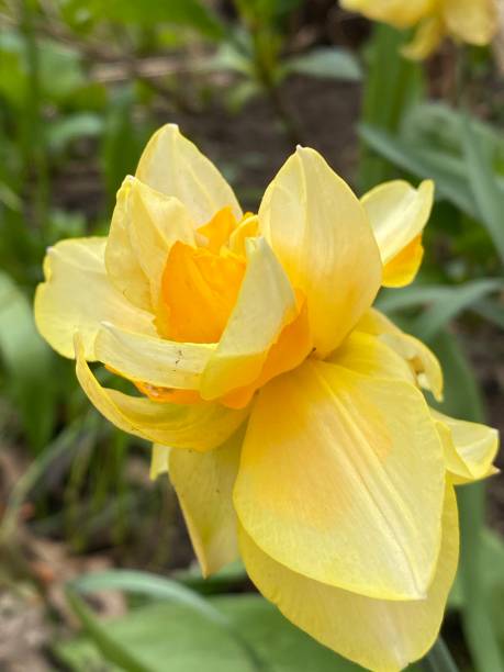 istock Yellow daffodils with many petals and greenery 1317127527
