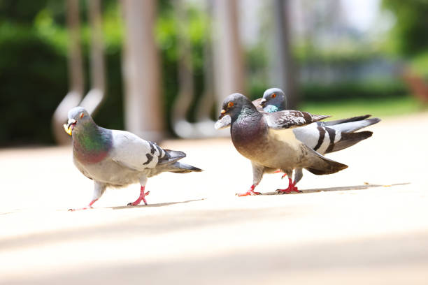 Pigeons Pigeons playing in the sunshine eating bread and seeds and generally being mischievous squab pigeon meat photos stock pictures, royalty-free photos & images