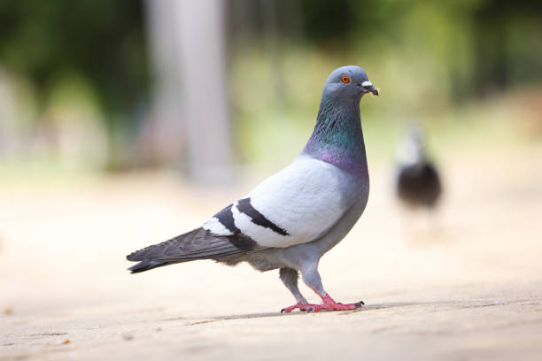 gołębie - feather purple bird isolated zdjęcia i obrazy z banku zdjęć