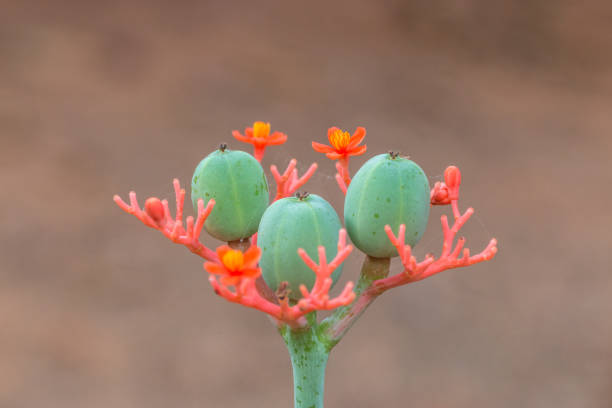 istock very beautiful flower and its buds in a clean background 1317128709