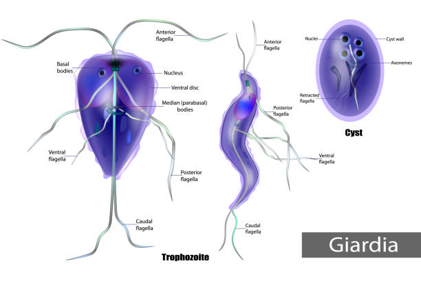 The structure of Giardia lamblia of Cyst and Trophozoite. Giardiasis. Giardia anaerobic flagellated protozoan parasites of the phylum metamonada. The structure of Giardia lamblia of Cyst and Trophozoite. Giardiasis. giardia lamblia stock illustrations