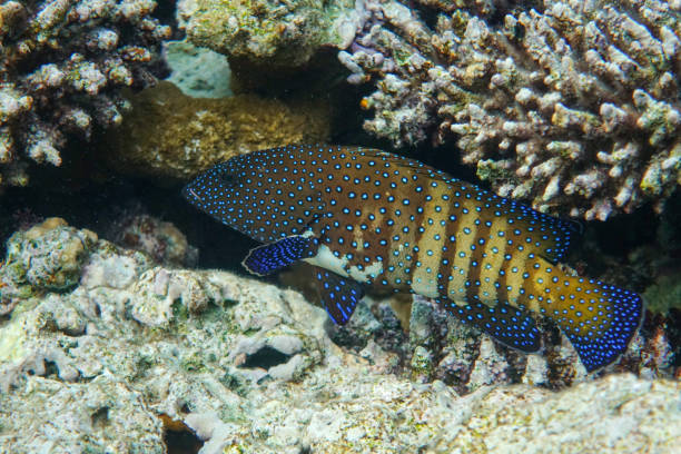 istock Peacock grouper (cephalopholis argus) - coral fish - Red sea 1317130214