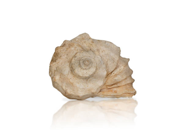 istock Rapana seashell isolated on white background. Close up. Ocean 1317131151