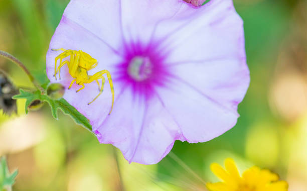 istock Yellow crab spider on purple morning glory flpwer 1317131426