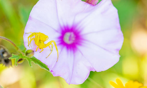 istock Yellow crab spider on purple morning glory flpwer 1317131447