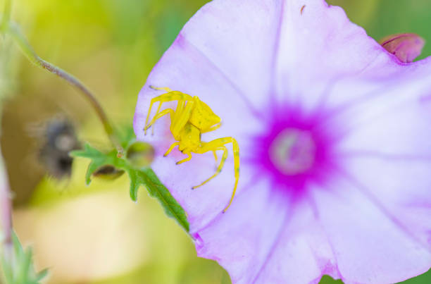 istock Yellow crab spider on purple morning glory flpwer 1317131454