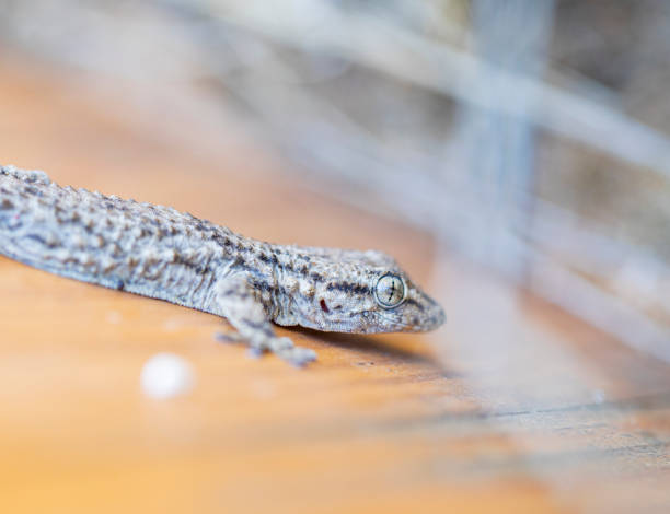 istock Tarentola mauritanica macro shot 1317131460