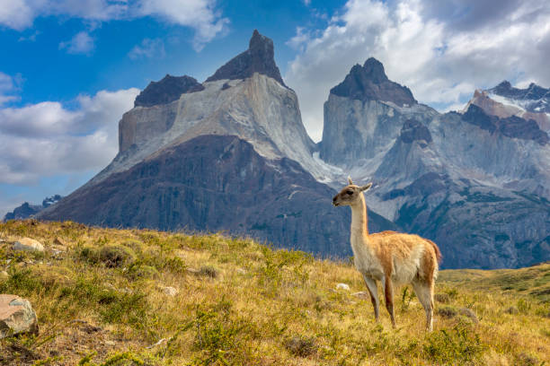 istock Guanaco at Torres del Paine 1317132130