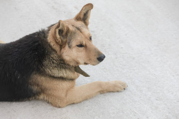 istock A portret mixed-breed sheepdog stares off against a winter backdrop. 1317133191
