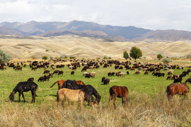 istock pasture in the mountains. Kyrgyzstan 1317133668
