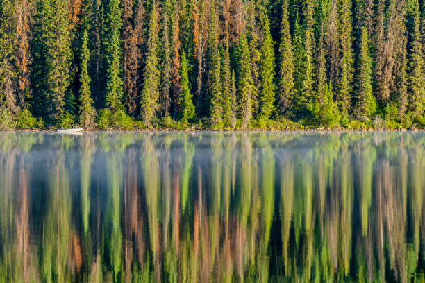 национальный парк джаспер в провинции альберта, канада - 5899 стоковые фото и изображения