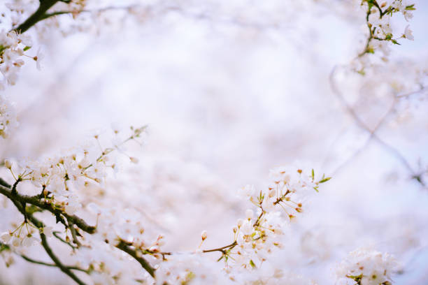 Blossom plum tree. Spring flowers background.
