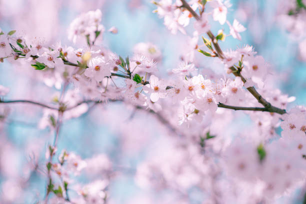 istock Pink plum tree flowers closeup. 1317134656