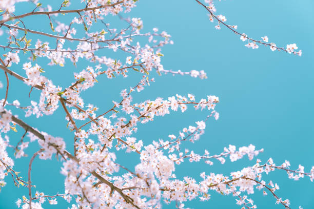 istock Pink flowers on the blue sky background. 1317134665