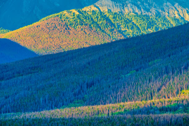 istock Jasper National Park in Alberta Canada 1317135054