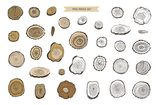 Tree Rings Graphic Key Tree Rings Vector Illustrations Set Stock Illustration - Download Image ...
