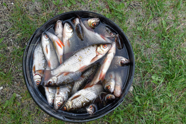 Freshly caught fish roach bream in a bucket in the summer