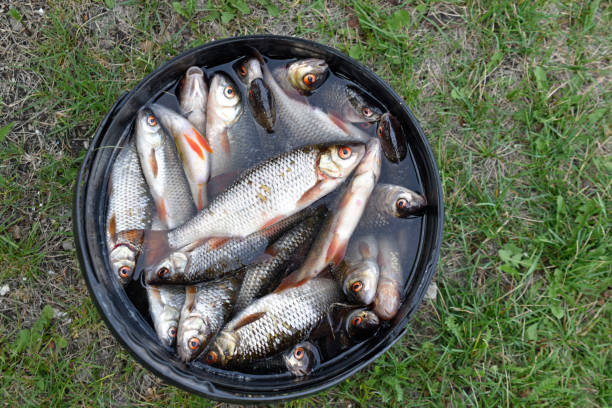 Freshly caught fish roach bream in a bucket in the summer Freshly caught fish roach bream in a bucket in the summer rudd fish photos stock pictures, royalty-free photos & images