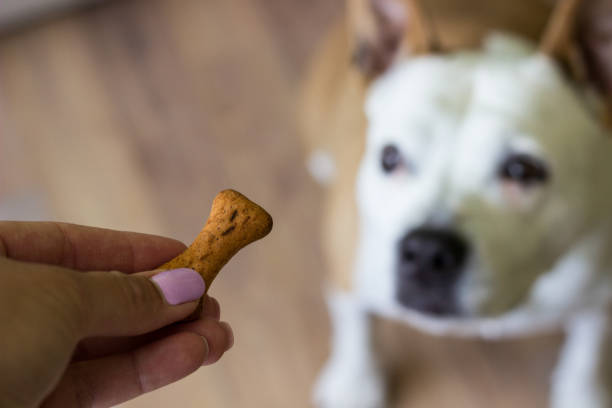 istock Dog receiving a treat 1317140146