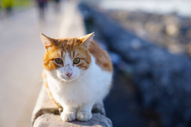 Stray cat in yellow and white tones