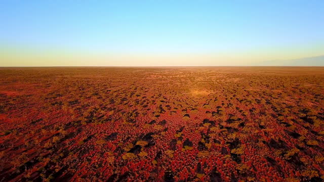 Australian Outback Sunset Treescape