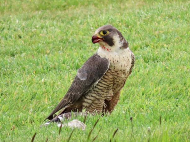 istock Peregrine Falcon with Duck Prey 1317141180