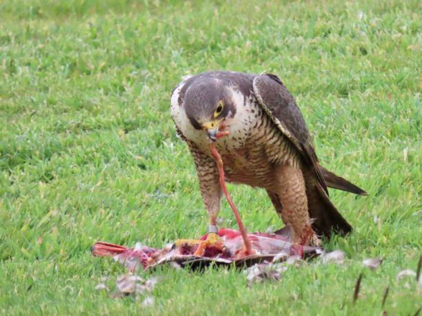 Peregrine Falcon with Duck Prey