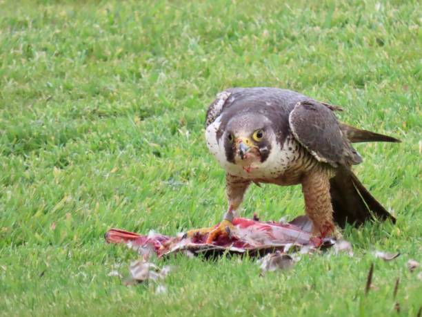 istock Peregrine Falcon with Duck Prey 1317141198