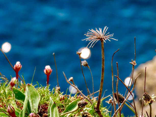 istock Magical Cliff Top Flowers 1317141206