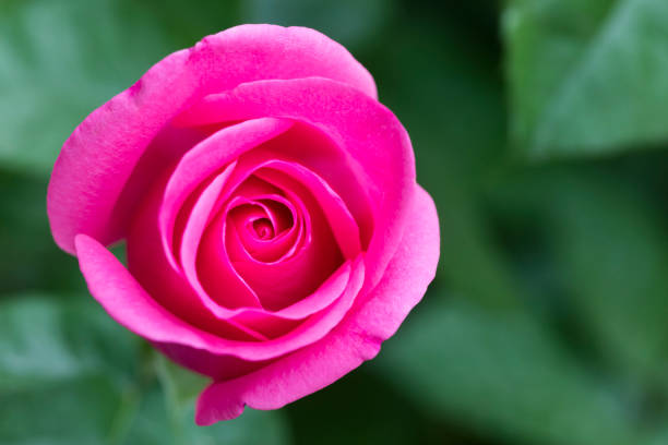 Pink rose growing in the garden