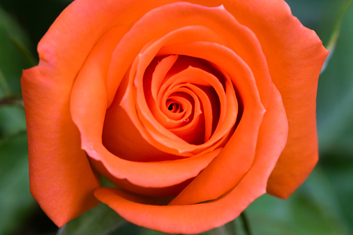 Close-up of single orange rose in garden