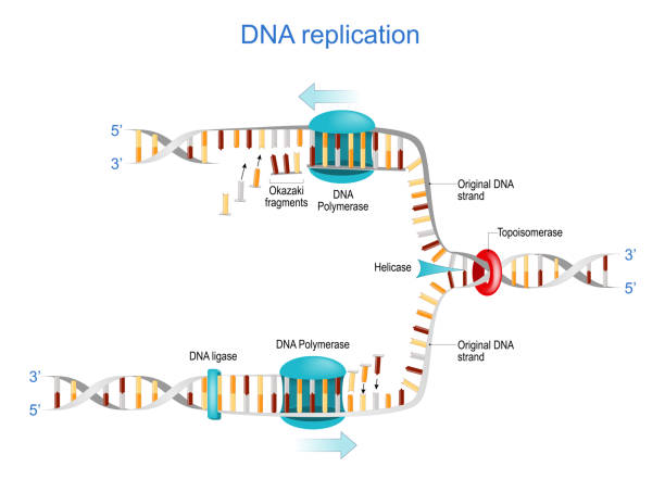 DNA replication. Okazaki fragments, Topoisomerase, Helicase, DNA Polymerase DNA replication. Okazaki fragments, Topoisomerase, Helicase, DNA Polymerase, DNA ligase and RNA. vector illustration. Poster for science and education dna ligase stock illustrations