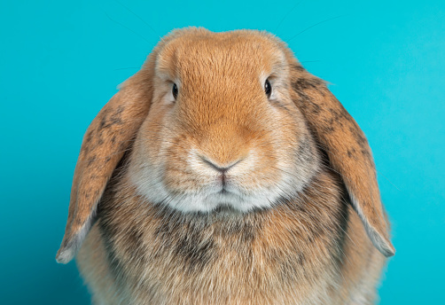 Head shot of  light brown lop ear rabbit, isolated on turquoise background.