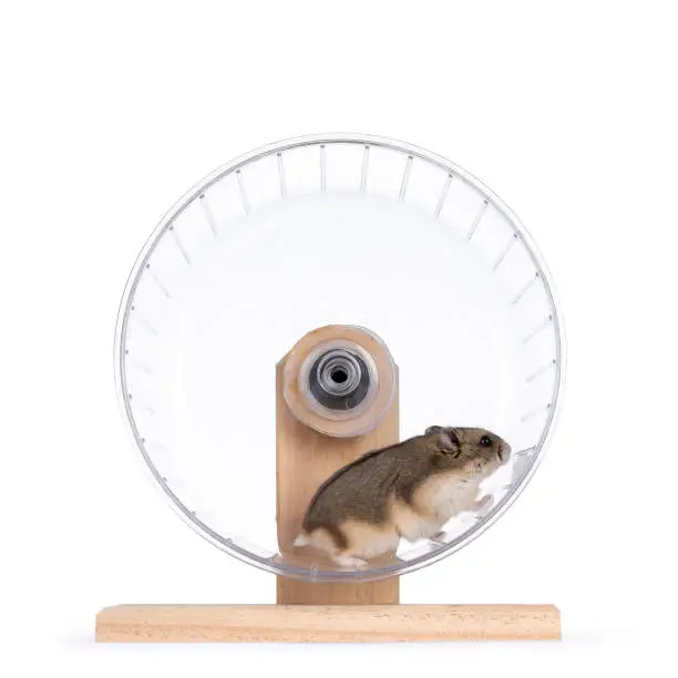 Adult brown hamster running in see through exercise wheel on wooden base. Isolated on a white background.