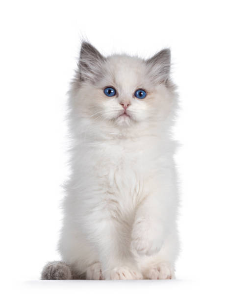 Ragdoll cat kitten on white background Cute blue bicolor Ragdoll cat kitte, sitting up facing front with one paw playful in air. Looking towards camera with blue eyes. Isolated on a white background. ragdoll cat stock pictures, royalty-free photos & images