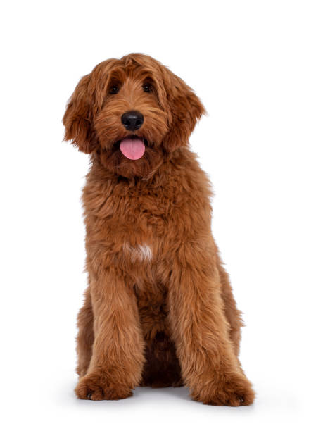 istock Handsome Cobberdog / Labradoodle on white 1317144605