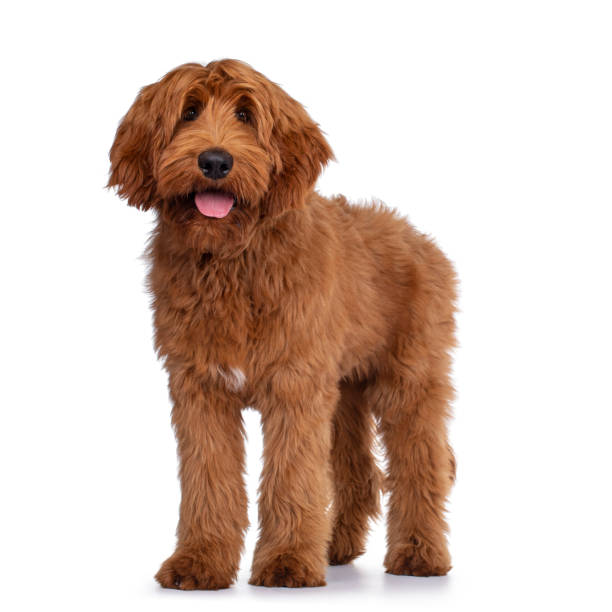 Handsome Cobberdog / Labradoodle on white Handsome male apricot or red Australian Cobberdog aka Labradoodle, standing a bit side ways. Looking friendly to camera. Black nose, pink tongue out. Isolated on white background. labradoodle stock pictures, royalty-free photos & images