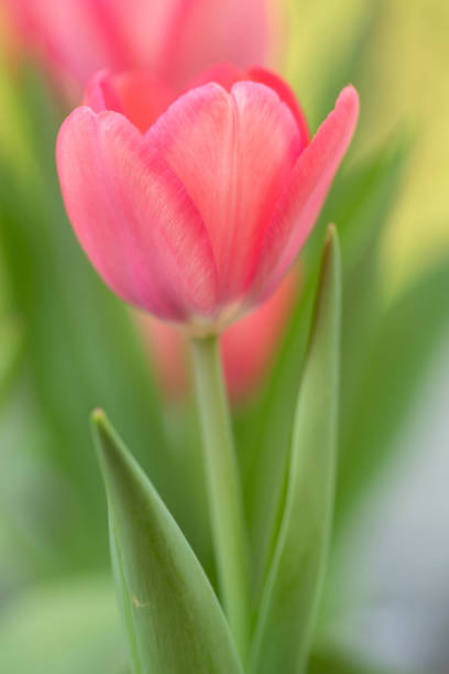 Springtime Outdoor Pink Pastel Tulips With Green Leaves stock photo