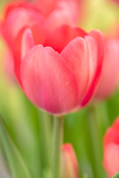 single pastel Tulip in Springtime stock photo