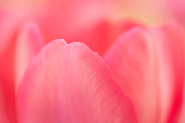 Very Close Up Macro Tulip Petals stock photo