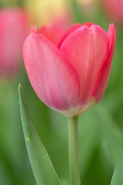 Vertical image of pink garden Tulip in my outdoor garden stock photo