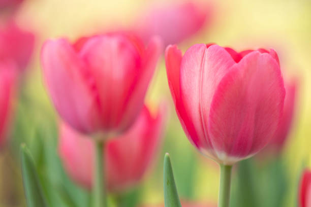 Spring pink Tulips bloom against a  yellow background in my spring garden stock photo