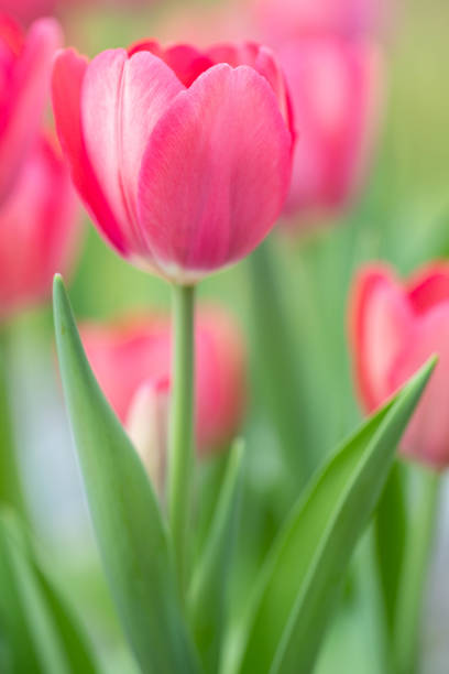 Perfect pink Tulips blooming in my Spring garden vertical stock photo