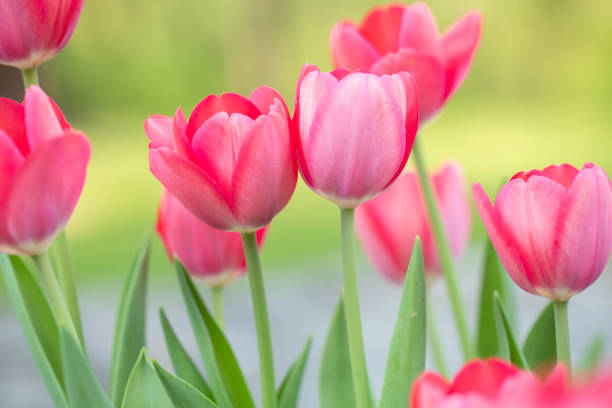 It looks like these pink Tulips are best friends in my garden stock photo