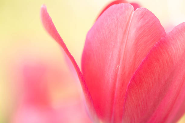 Close up macro pink Tulip petals outside in my Easter spring garden stock photo