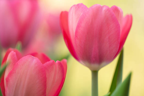 Perfect pink pastel Tulips bloom in my Easter garden in warm weather in springtime stock photo