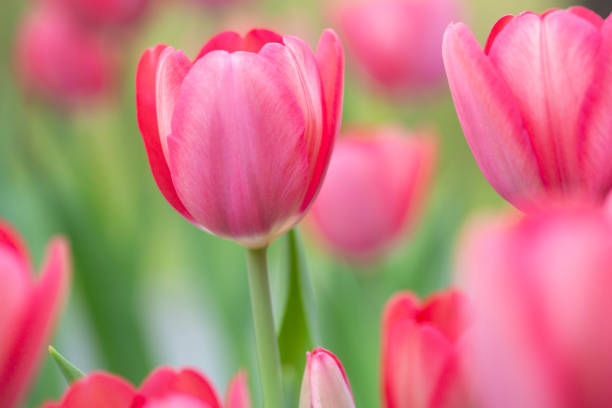 A garden full of perfect pink pastel Tulips in Springtime makes me happy stock photo